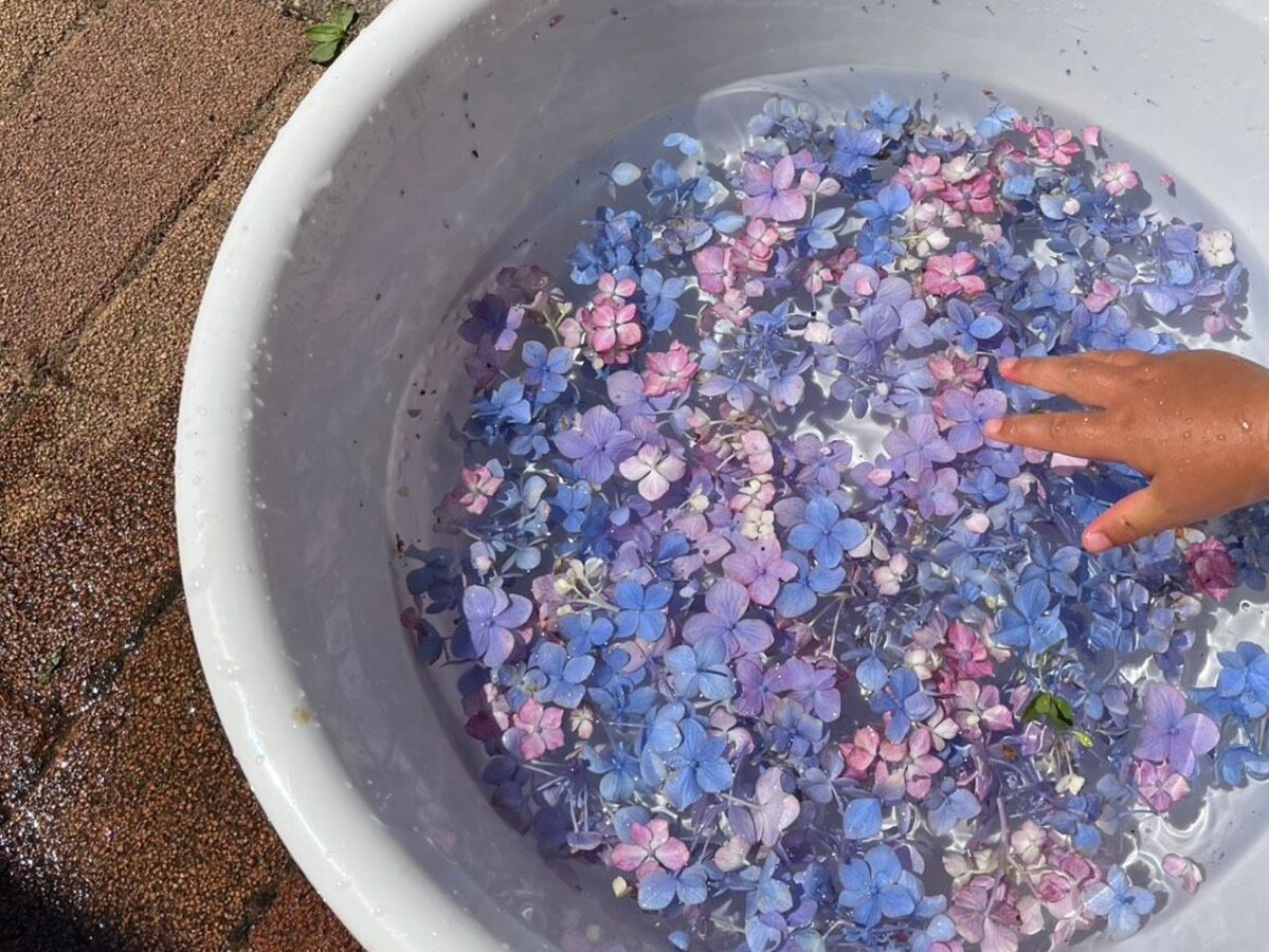たらいに浮かべた紫陽花にふれるこどもの手